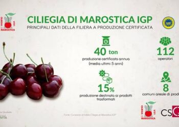 Ciliegia di Marostica IGP, qualità che evolve