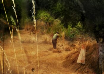 Disoccupazione agricola, scadenza il 31 marzo