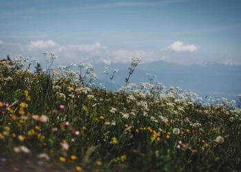 Alla scoperta delle erbe selvatiche a Lana in Alto Adige