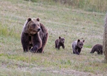Il 3 marzo è il World Wildlife Day