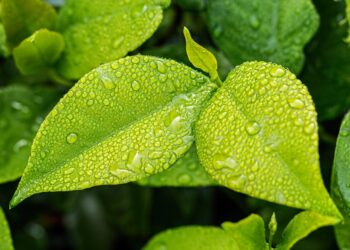 Clima, dopo la siccità l’agricoltura ora teme l’inverno violento