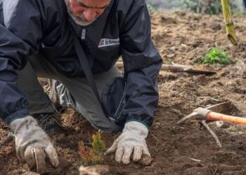 Sardegna, rigenerate due aree distrutte dagli incendi