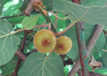 COP28, cibo e agricoltura fondamentali contro il cambiamento climatico