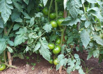 Imprese agricole, con l’inflazione sale anche il costo delle polizze (+6,5% nel 2022)