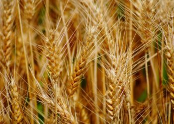 Grano duro italiano, è allarme