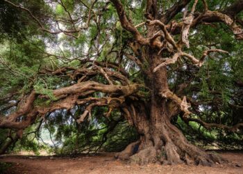 Le previsioni per l’annata oleicola, fosche sia in Italia che per l’Europa