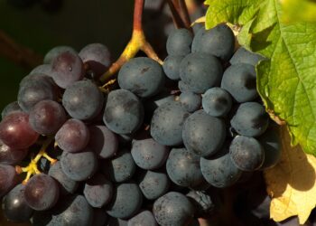 Vino, vendemmia 2023 a 44 milioni di ettolitri, vale -12% sul 2022