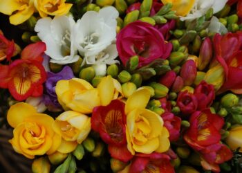 Florovivaismo, Camera approva ddl