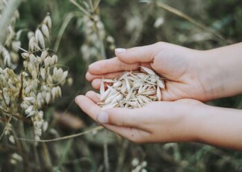 Istat, leggermente in crescita la superficie coltivata In Italia