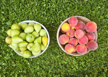 Ismea, un ettaro su cinque è biologico