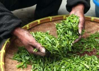 Vasta operazione contro il caporalato