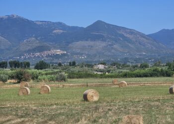 Terreni agricoli, nel 2023 compravendite stabili
