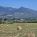 Terreni agricoli, nel 2023 compravendite stabili