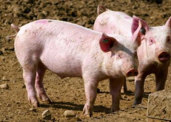 Italia, incubo peste suina