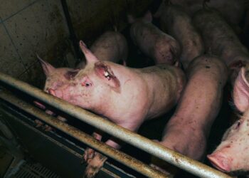 Psa, brucellosi e blue tongue, Italia in difficoltà