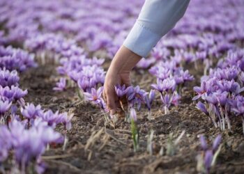 Oggi è la giornata mondiale dello zafferano