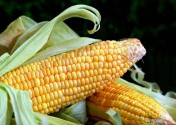 Mais, nel 2024 raccolti poco più di 5 milioni tonnellate (+1,3%)
