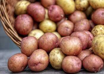 Patata Bologna Dop, campagna di commercializzazione a gonfie vele