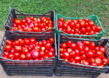 Rapporto Ismea, export agroalimentare italiano quasi di 70 miliardi