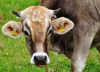 Gli allevatori europei contro il Mercosur