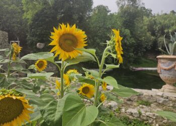 Prezzi materie prime alimentari mai così alti, allarme Fao