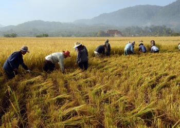 Agea, servizi per oltre un milione di agricoltori disponibili sull’App IO