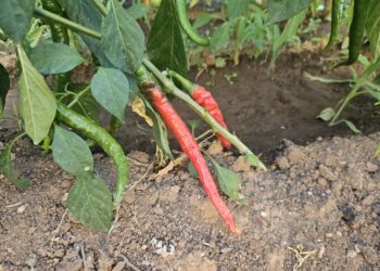 Milleproroghe, approvato il decreto 2025