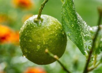 Calabria promossa da Bruxelles nella gestione dei fondi in agricoltura