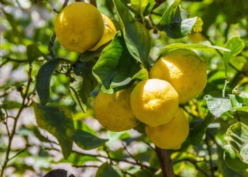 Limone Siracusa Igp, consumi in grande crescita