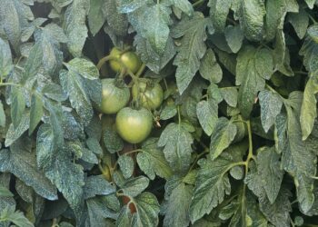 Ismea rafforza il sostegno alle imprese agricole nel Piano Strategico della PAC 2023-2027