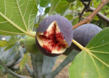 Alla riscoperta del fico, coltura strategica per aumentare sostenibilità e produttività del bacino Mediterraneo