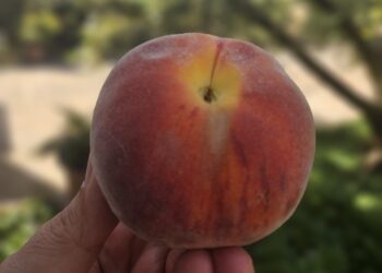 Pesche e nettarine, produzione in calo in Europa.