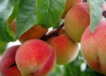 Pesche e nettarine, produzione in calo in Europa.