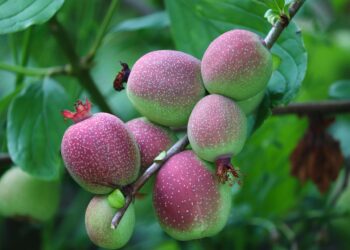 Commercio Estero, disco verde del mercato britannico per le piante ornamentali italiane