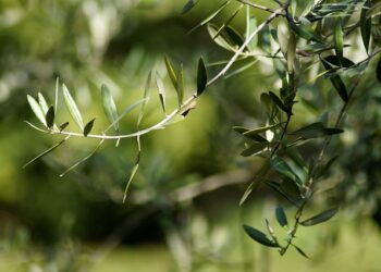 Puglia, legge regionale sull’oleoturismo