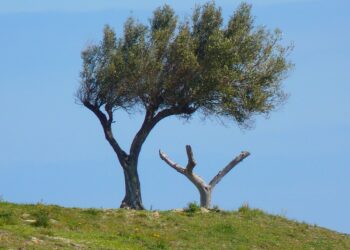 Xylella, nuovo focolaio in Puglia