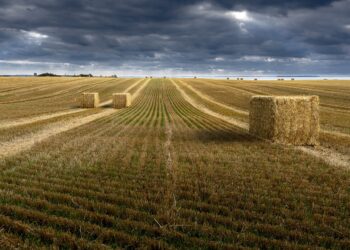 Ricerca, intesa tra Italia e Messico sul grano