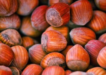 La stagione difficile delle nocciole italiane