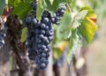 Vendemmia 2025, le previsioni per l’Italia