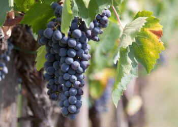 Vendemmia 2025, le previsioni per l’Italia