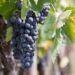 Vendemmia 2025, le previsioni per l’Italia