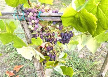 Copa Cogeca, allarme per l’accordo Ue-Marocco