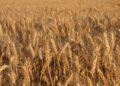 Grano duro, sempre più importazioni dall’estero