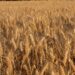 Grano duro, sempre più importazioni dall’estero