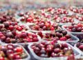 Mercati agroalimentari Italiani, realtà che muove 11 miliardi