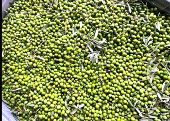 Agricoltura, microbi ‘su misura’ per salvare gli ulivi dalla siccità