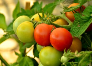 Pomodoro da industria, nel 2025  è record produzione