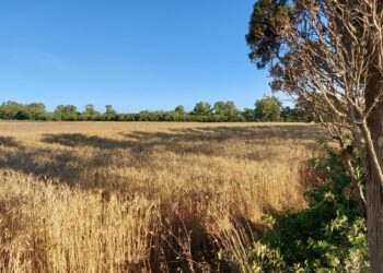 Banca Nazionale delle Terre Agricole, oltre 14.000 ettari disponibili in tutta Italia