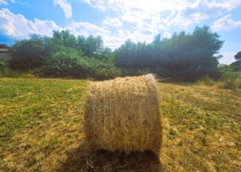 Terreni agricoli, compravendita sempre stabile