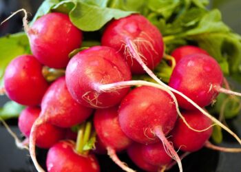 Sementi orticole e aromatiche, Italia leader